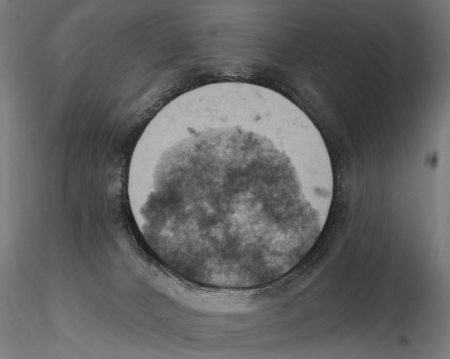 X0000115590032200912081100
