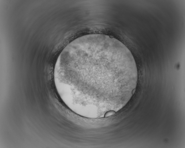 X0000115590038200912081100
