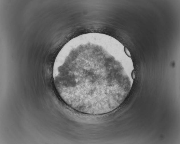 X0000115590040200912081100