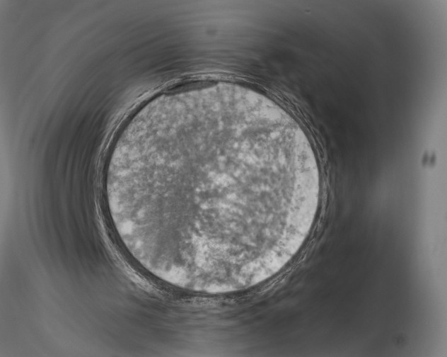 X0000115590049200912081059