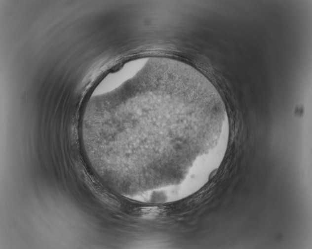 X0000115590050200912081059