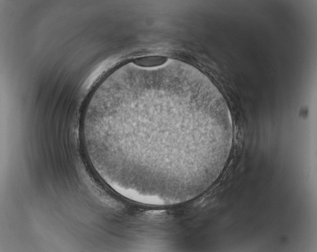 X0000115590054200912081059