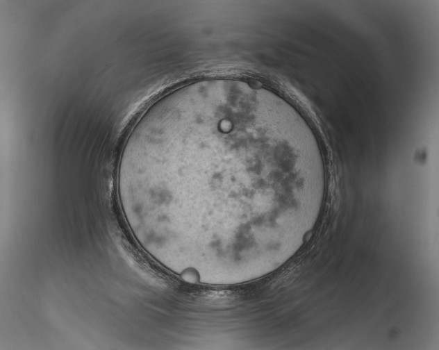 X0000115590059200912081059