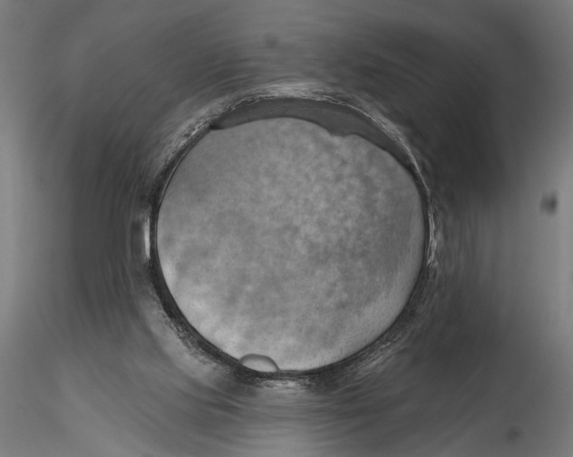 X0000115590061200912081059
