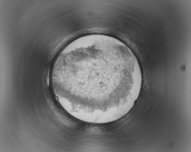 X0000115590062200912081059