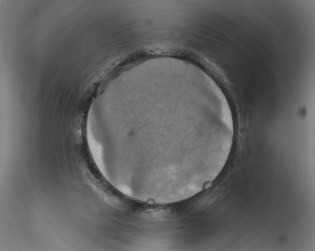 X0000115590065200912081059