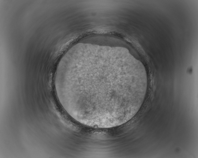 X0000115590066200912081059