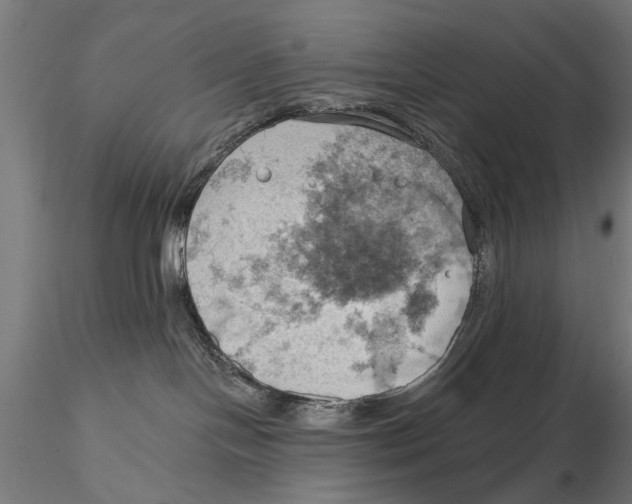 X0000115590094200912081100
