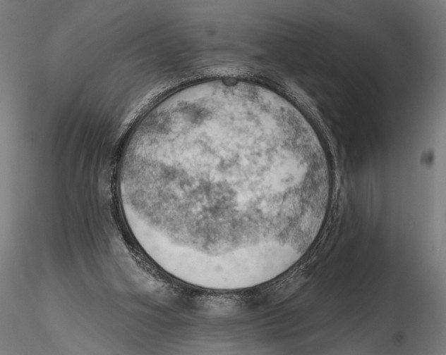 X0000115590106200912081059