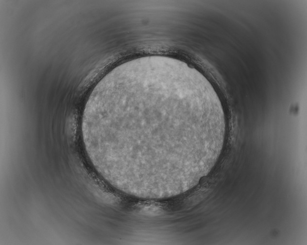 X0000115590113200912081059