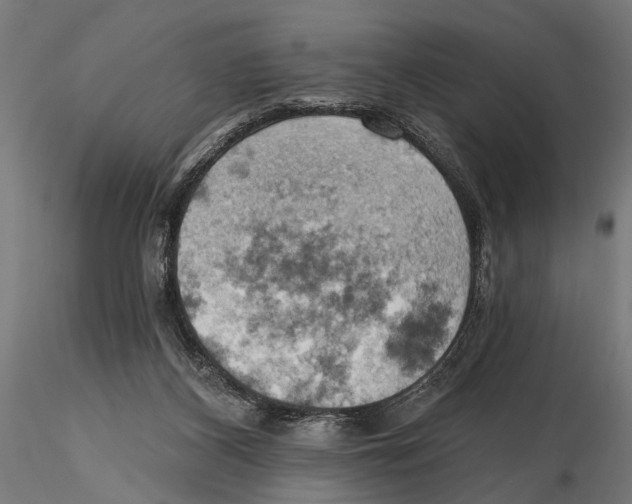 X0000115590116200912081059