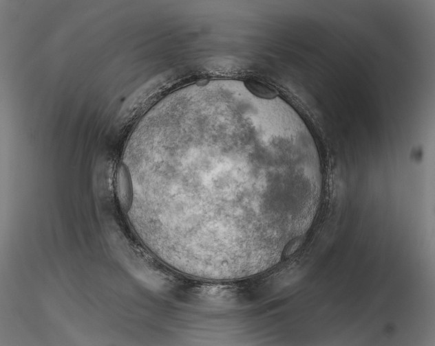 X0000115590117200912081059