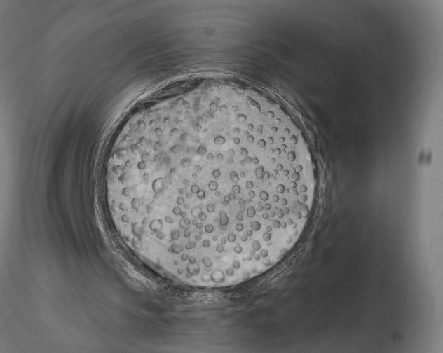 X0000115590145200912081057