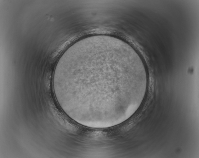 X0000115590153200912081057