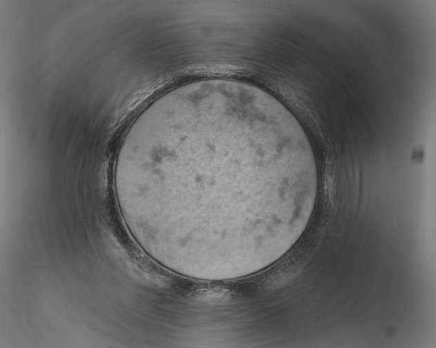 X0000115590206200912081057