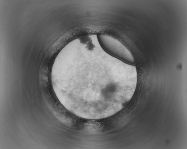 X0000115590215200912081057