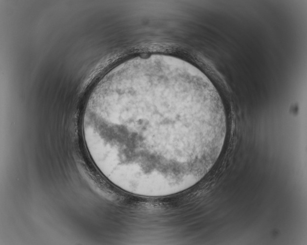 X0000115590250200912081056