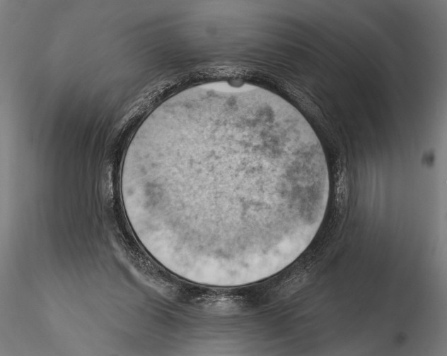 X0000115590254200912081056
