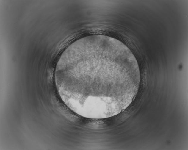 X0000115590278200912081056