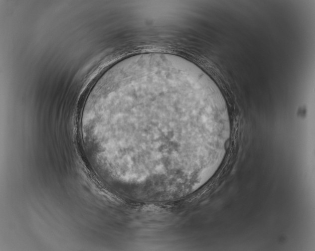 X0000115590290200912081056