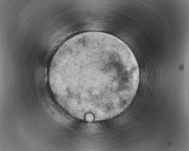 X0000115590302200912081055