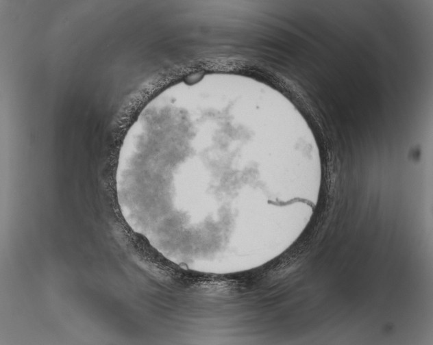 X0000115590307200912081055
