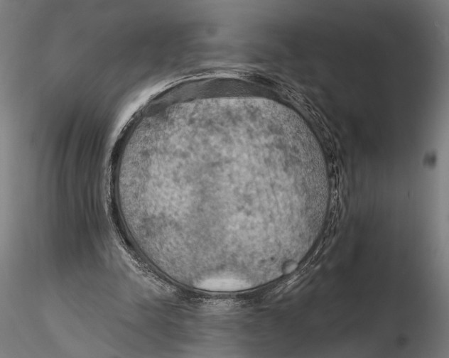 X0000115590342200912081054