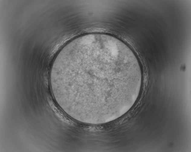 X0000115590345200912081054