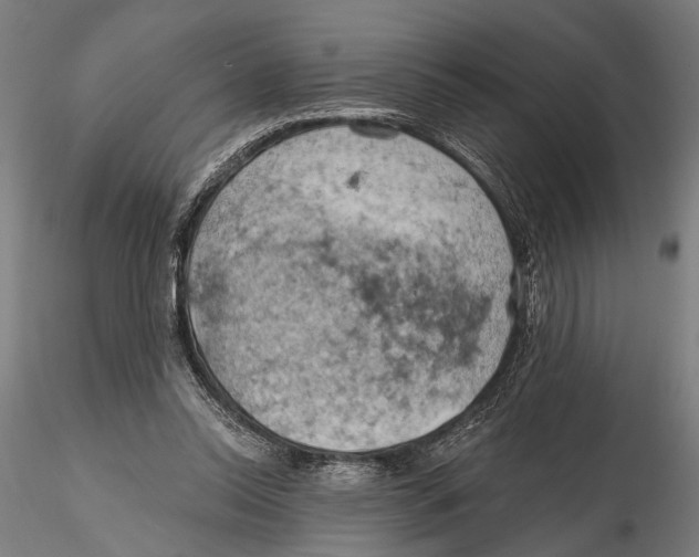 X0000115590350200912081054