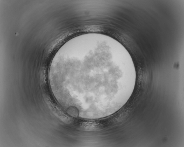 X0000115590351200912081054