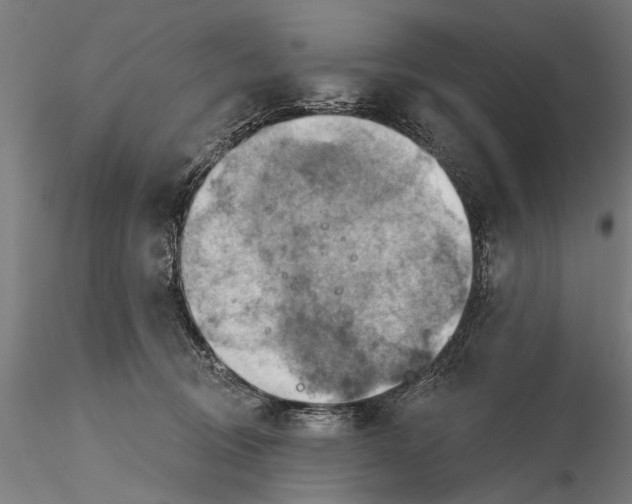 X0000115590370200912081055