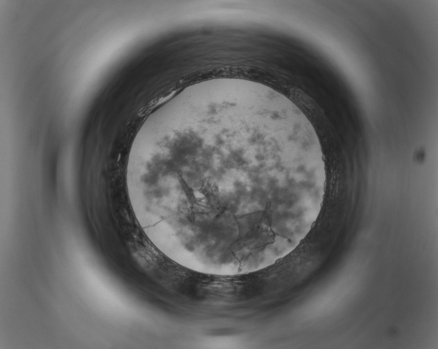 X0000115590383200912081055