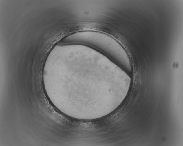 X0000115590385200912081054