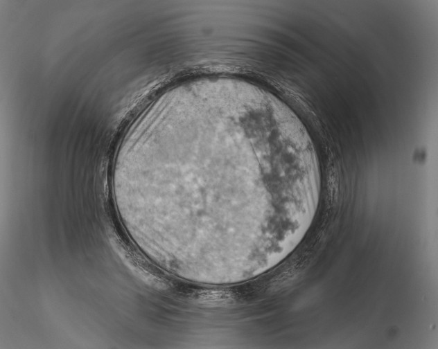 X0000115590398200912081054
