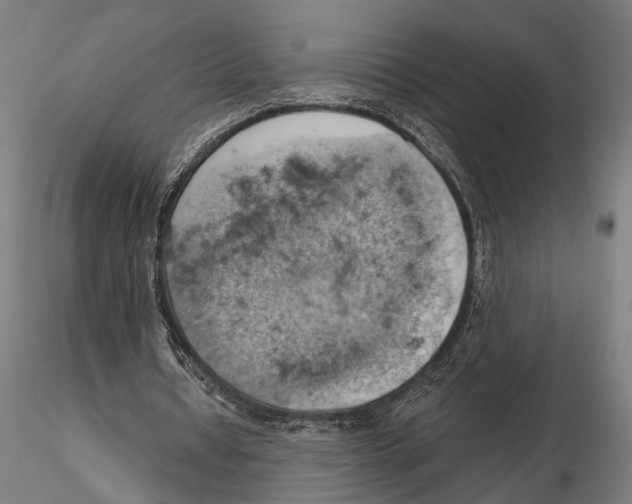 X0000115590434200912081053