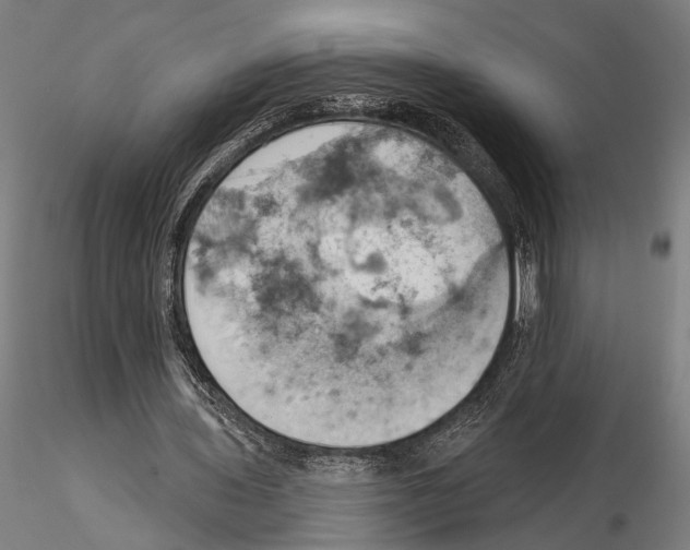 X0000115590435200912081053
