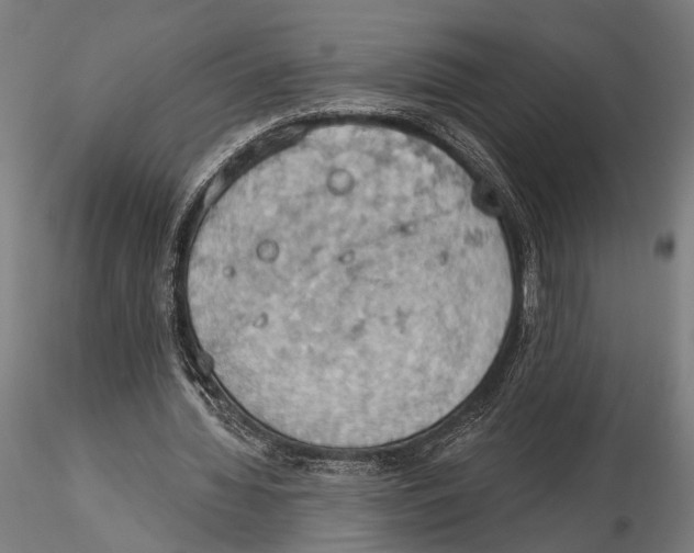 X0000115590436200912081053