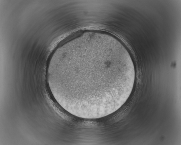 X0000115590437200912081053