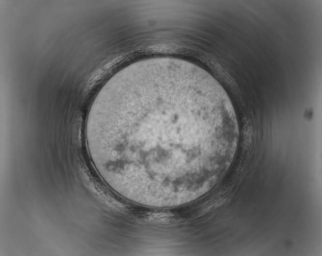 X0000115590446200912081053