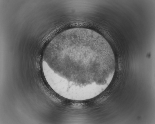X0000115590450200912081053