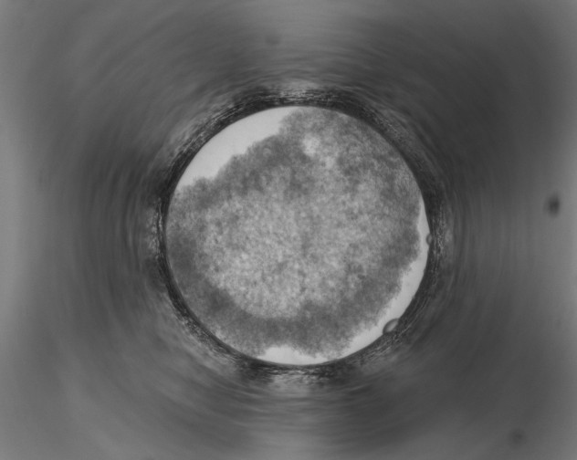 X0000115590470200912081053