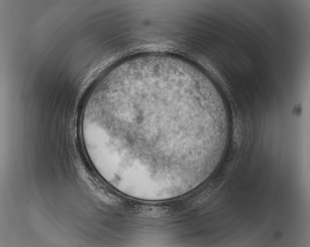 X0000115590486200912081053