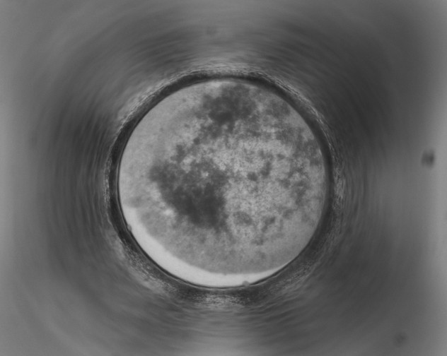 X0000115590487200912081053