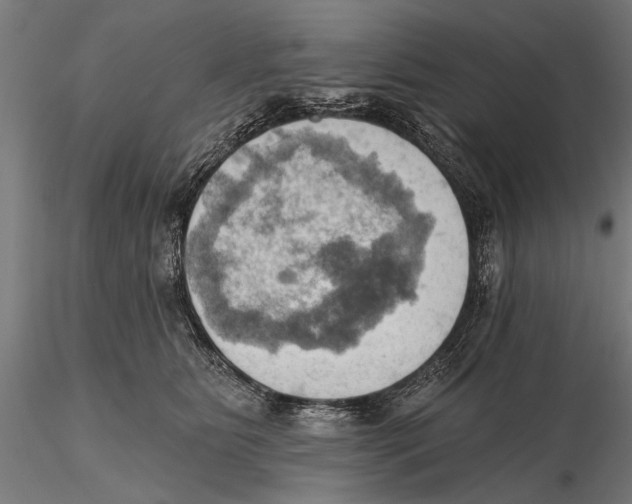 X0000115590515200912081052