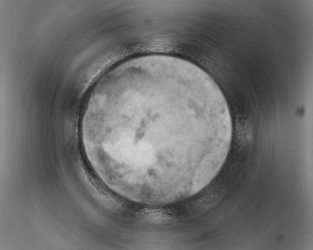 X0000115590534200912081051