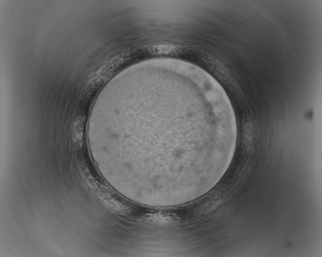 X0000115590545200912081051