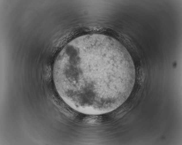 X0000115590563200912081052