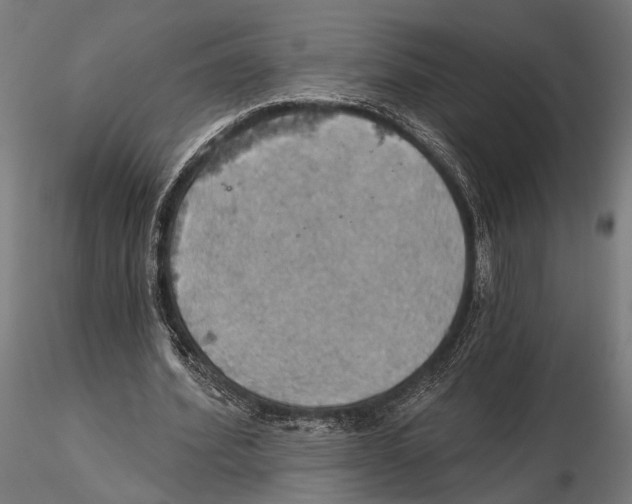 X0000115590580200912081051