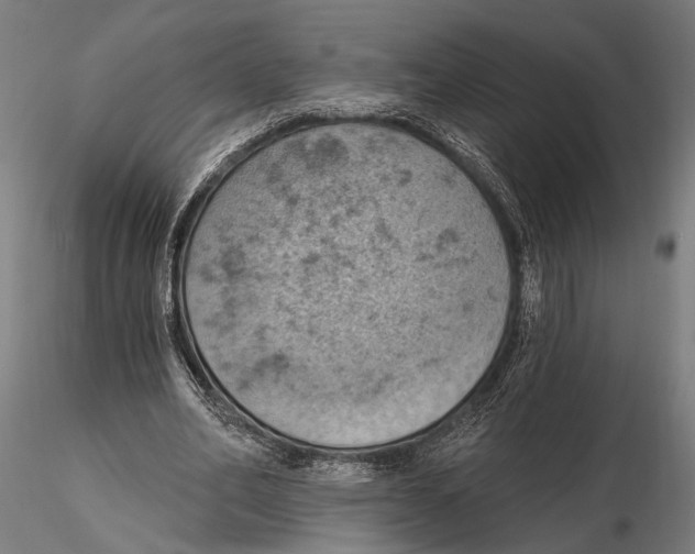 X0000115590582200912081051
