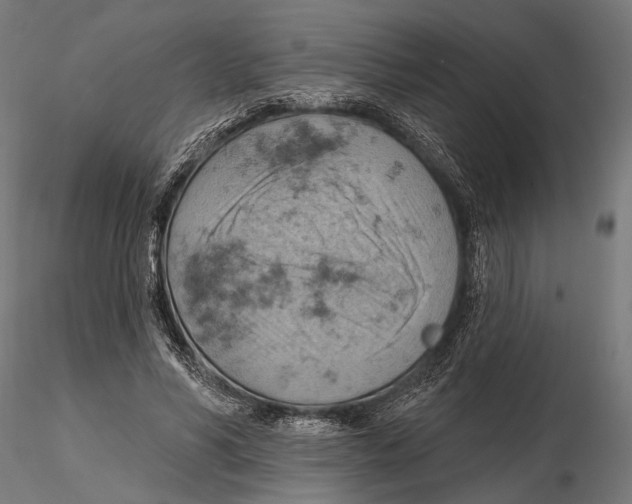 X0000115590590200912081051